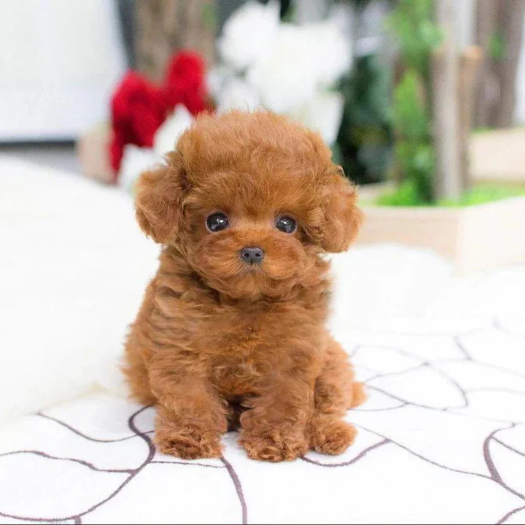 Buddy Robot™ – Realistic Robot Puppy